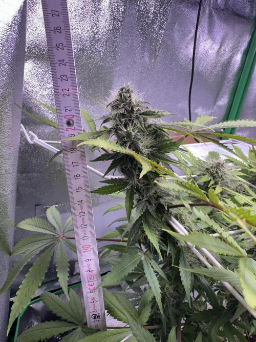 RQS Northern Light Auto (with LST). Week 12 - Day 81