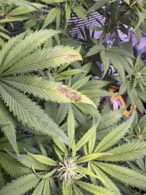 RQS Northern Light Auto (with LST)