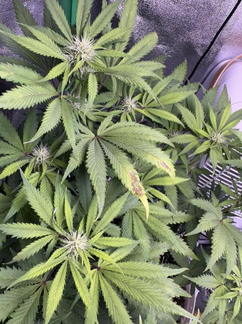 Thirsty_Grower