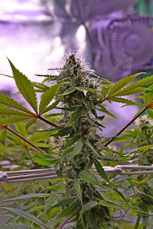 Thirsty_Grower
