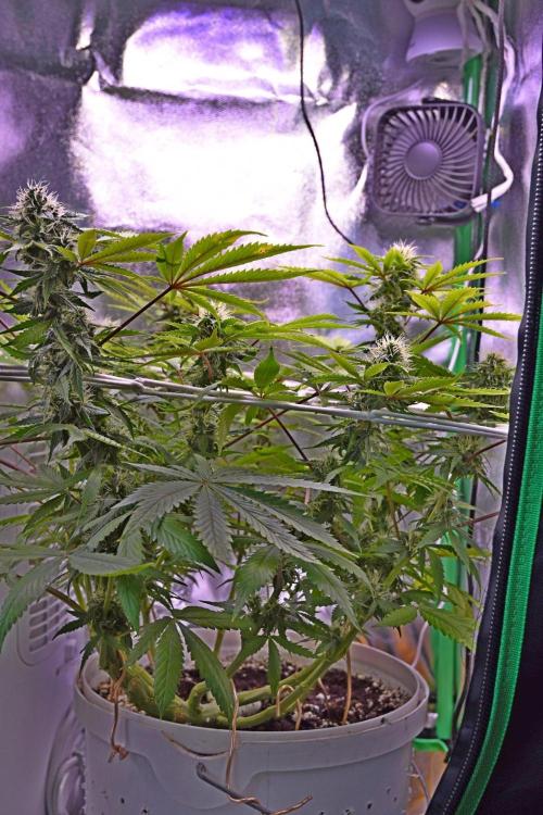 Thirsty_Grower