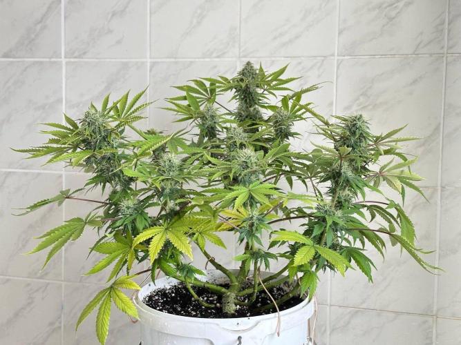 RQS Northern Light Auto (with LST). Week 12 - Day 82