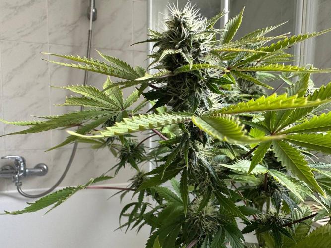 RQS Northern Light Auto (with LST)