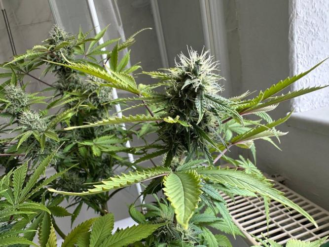 Thirsty_Grower