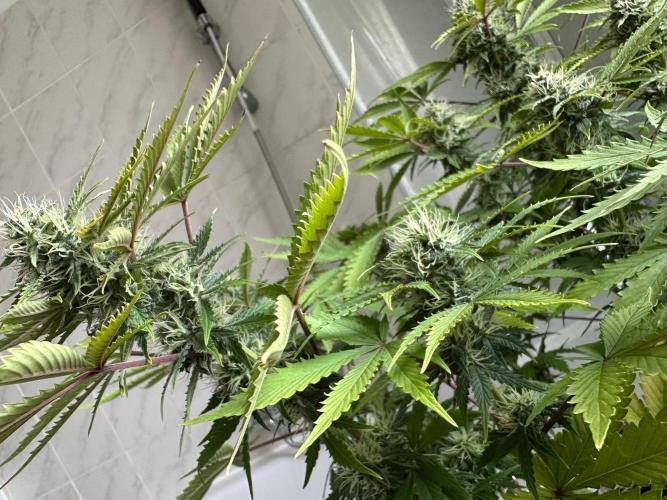 Thirsty_Grower