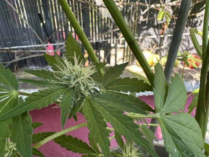RQS Special Queen 1 Auto (no LST). Week 8 - Day 53