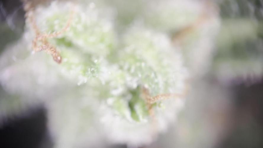 RQS Special Queen 1 Auto (no LST)