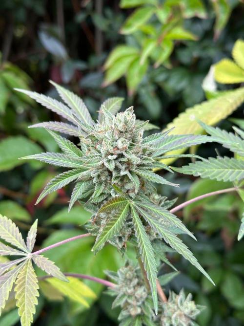RQS Special Queen 1 Auto (no LST). Week 13 - Day 89