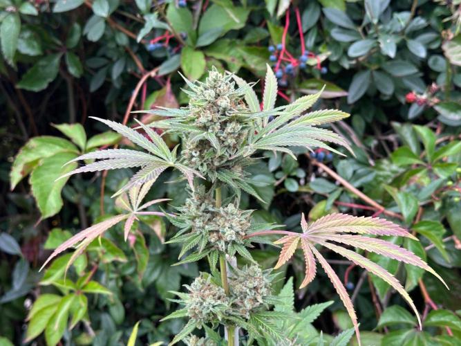 RQS Special Queen 1 Auto (no LST). Week 13 - Day 89