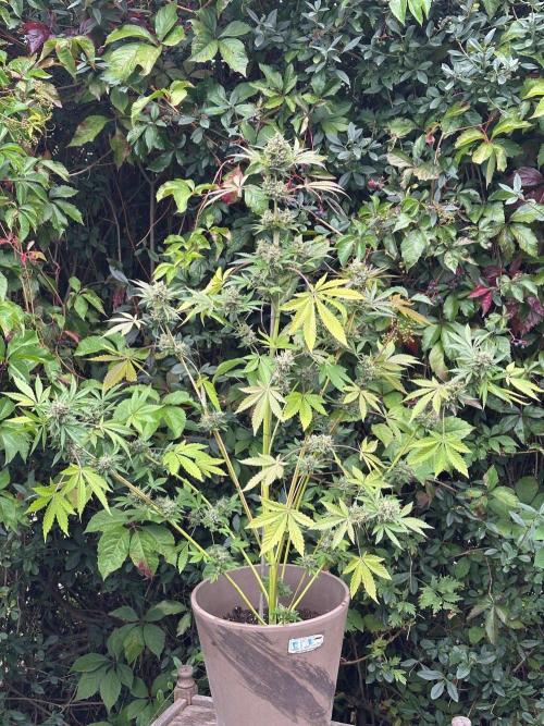 RQS Special Queen 1 Auto (no LST). Week 13 - Day 89