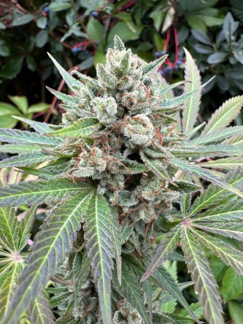RQS Special Queen 1 Auto (no LST). Week 13 - Day 89