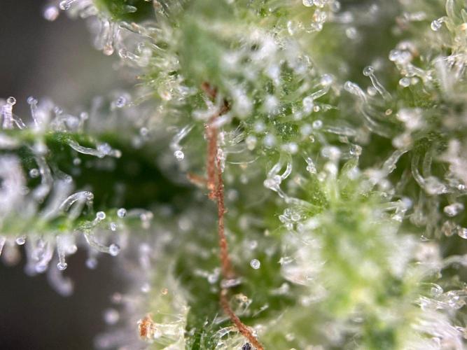 RQS Special Queen 1 Auto (no LST). Week 13 - Day 91