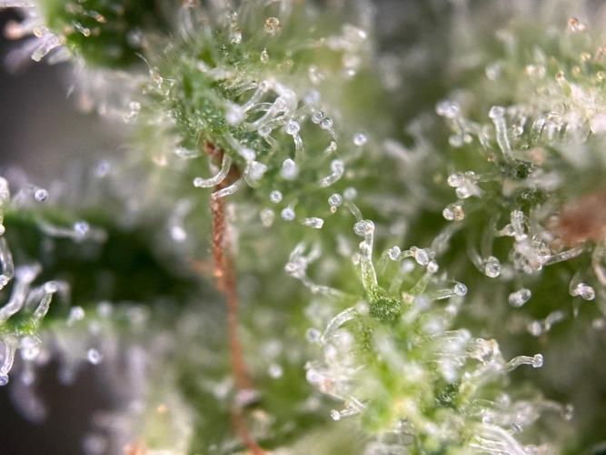 RQS Special Queen 1 Auto (no LST). Week 13 - Day 91