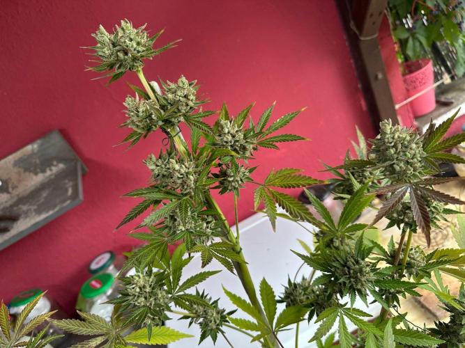 RQS Special Queen 1 Auto (no LST). Week 14 - Day 96