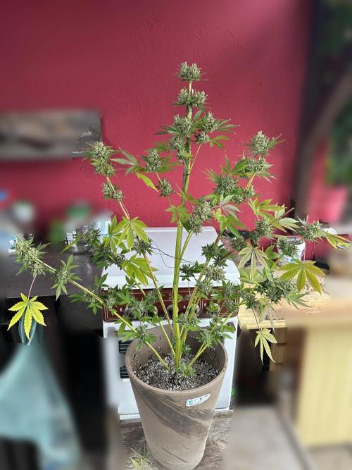 RQS Special Queen 1 Auto (no LST). Week 14 - Day 96