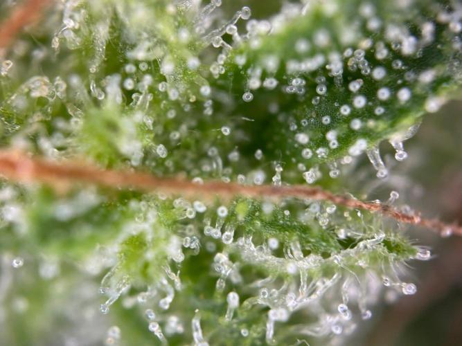 RQS Special Queen 1 Auto (no LST). Week 14 - Day 96
