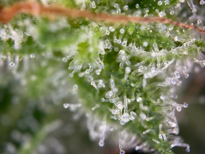 RQS Special Queen 1 Auto (no LST). Week 14 - Day 96