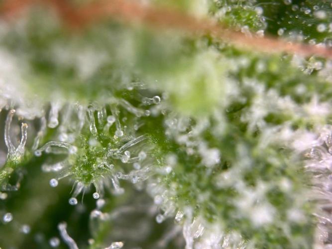 RQS Special Queen 1 Auto (no LST). Week 14 - Day 96