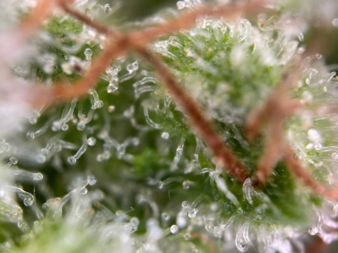 RQS Special Queen 1 Auto (no LST). Week 14 - Day 96