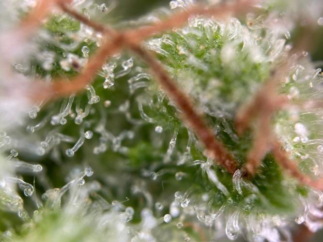 RQS Special Queen 1 Auto (no LST). Week 14 - Day 96