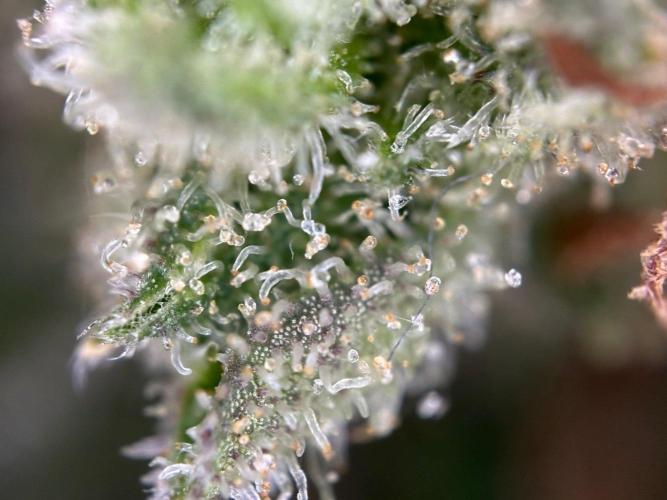 RQS Special Queen 1 Auto (no LST). Week 14 - Day 96