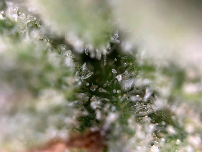 RQS Special Queen 1 Auto (no LST). Week 14 - Day 96