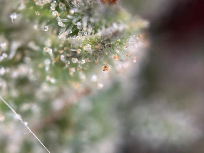 RQS Special Queen 1 Auto (no LST). Week 14 - Day 96