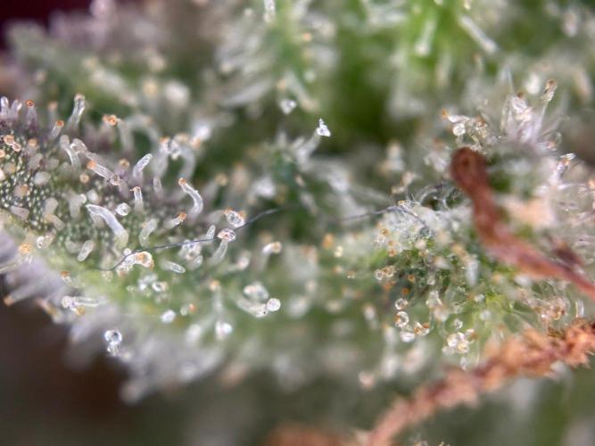 RQS Special Queen 1 Auto (no LST). Week 14 - Day 96