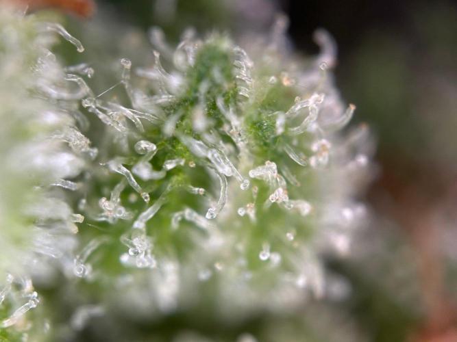 RQS Special Queen 1 Auto (no LST). Week 14 - Day 96