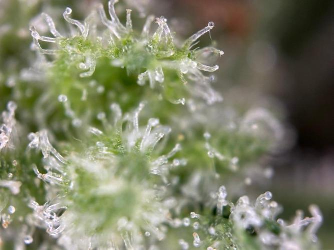 RQS Special Queen 1 Auto (no LST). Week 14 - Day 96