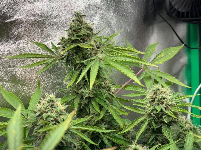 RQS Northern Light Auto (with LST). Week 14 - Day 95