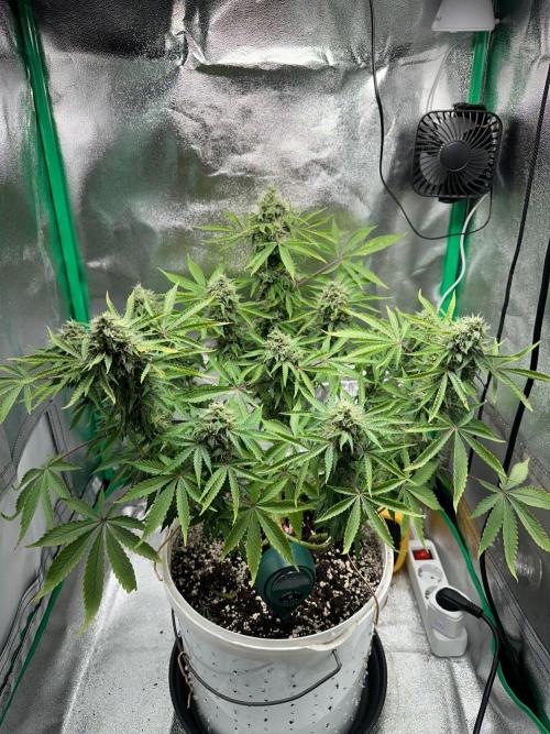 RQS Northern Light Auto (with LST). Week 14 - Day 95