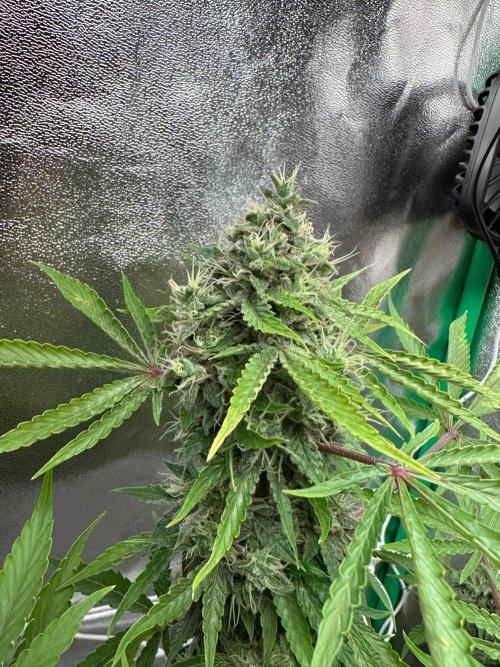 RQS Northern Light Auto (with LST). Week 14 - Day 95
