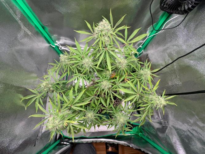 RQS Northern Light Auto (with LST). Week 14 - Day 95