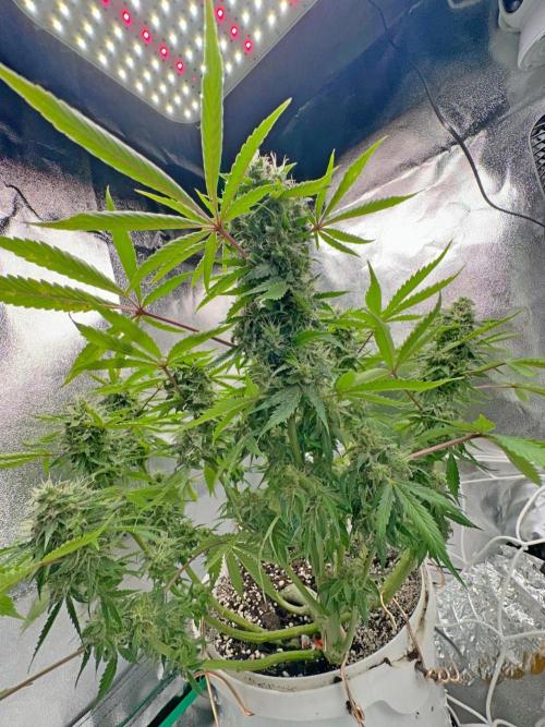 RQS Northern Light Auto (with LST). Week 14 - Day 95
