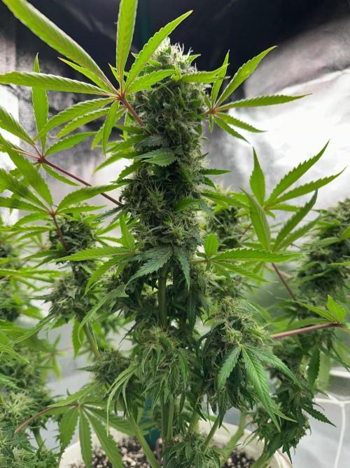 RQS Northern Light Auto (with LST). Week 14 - Day 95