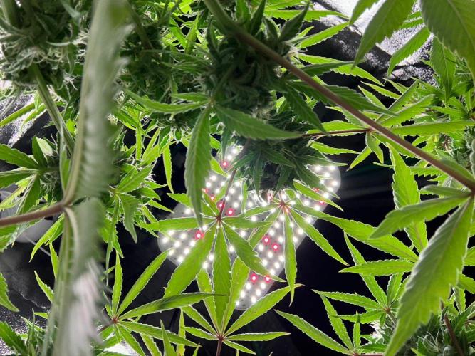 RQS Northern Light Auto (with LST). Week 14 - Day 95