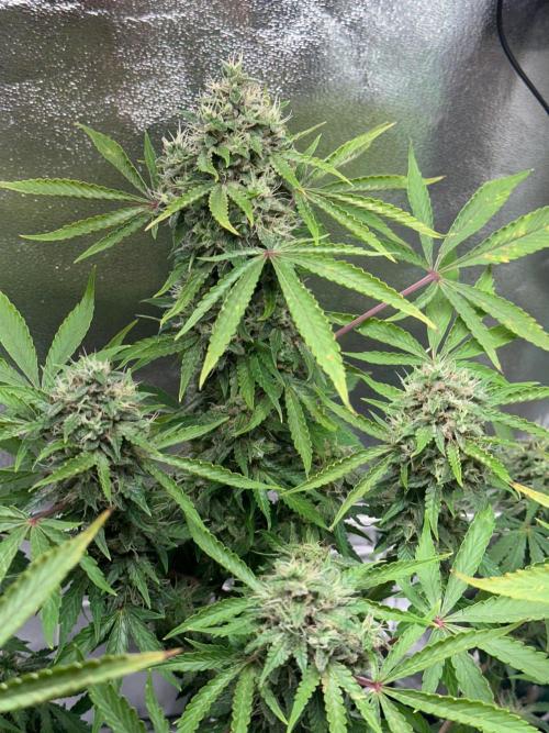 RQS Northern Light Auto (with LST). Week 14 - Day 95