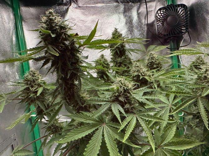 RQS Northern Light Auto (with LST). Week 14 - Day 95