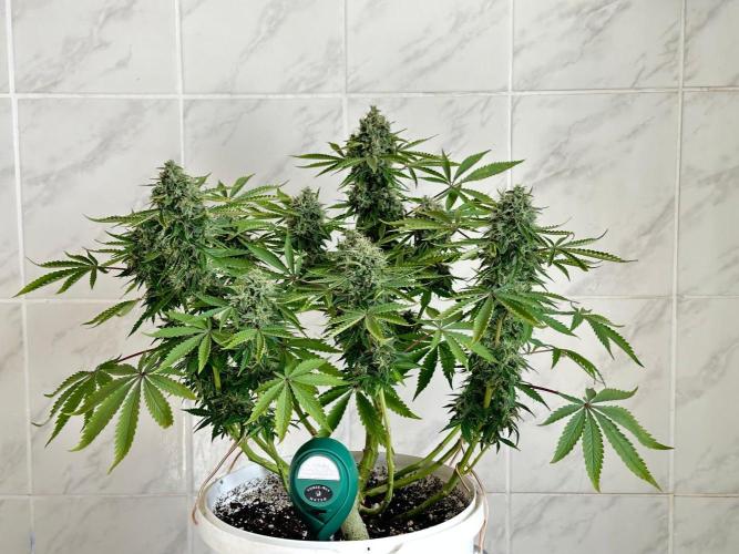 RQS Northern Light Auto (with LST). Week 15 - Day 100
