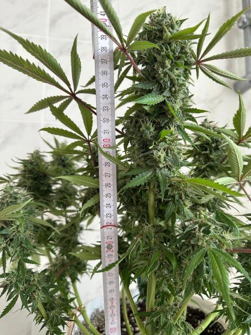 RQS Northern Light Auto (with LST). Week 15 - Day 100