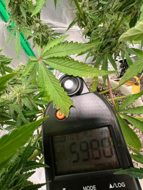 Thirsty_Grower