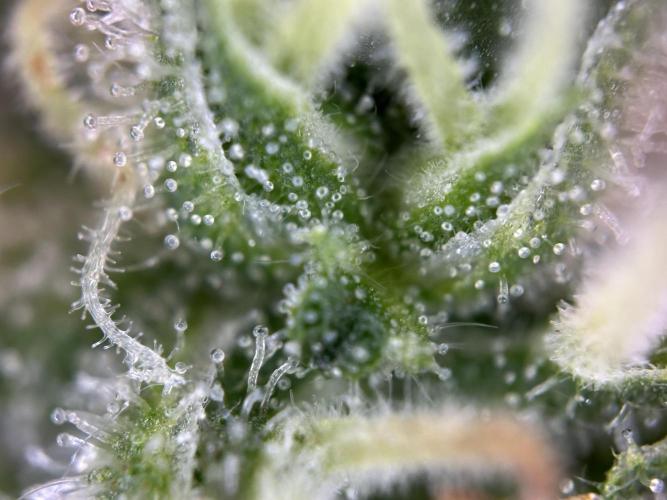 RQS Northern Light Auto (with LST). Week 15 - Day 100