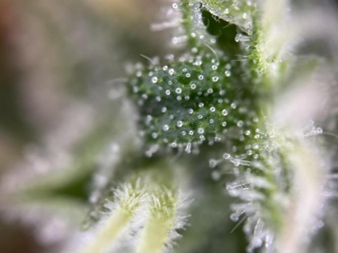 RQS Northern Light Auto (with LST). Week 15 - Day 100