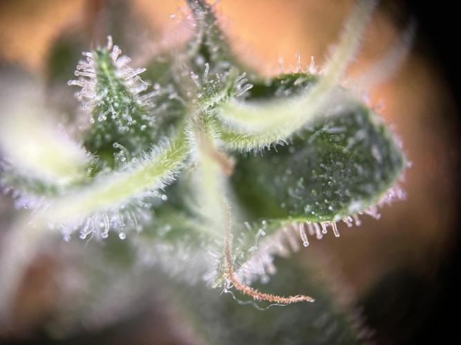 RQS Northern Light Auto (with LST). Week 15 - Day 100