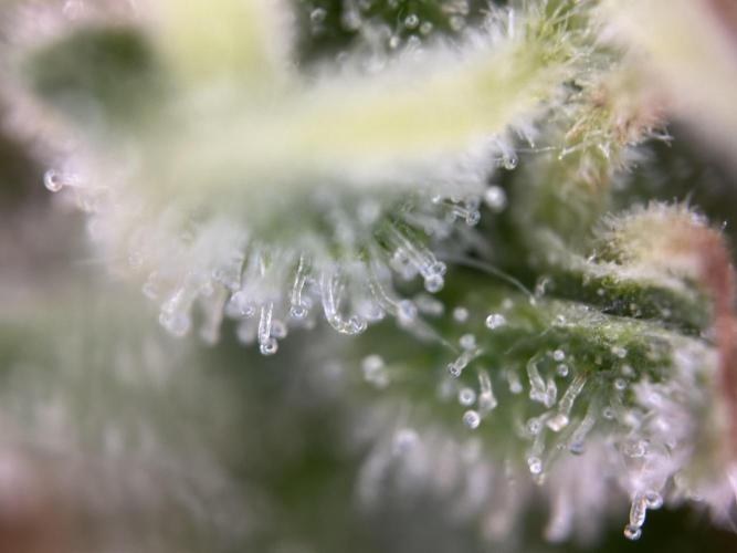 RQS Northern Light Auto (with LST). Week 15 - Day 100