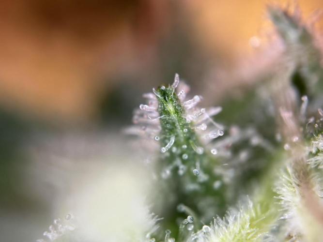 RQS Northern Light Auto (with LST). Week 15 - Day 100