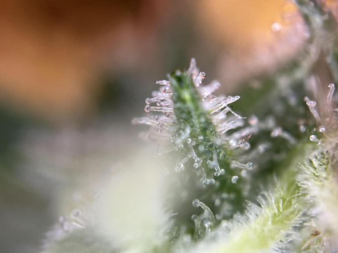 RQS Northern Light Auto (with LST). Week 15 - Day 100
