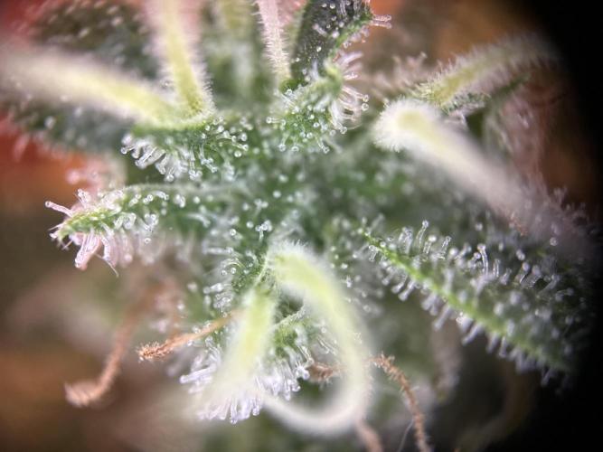 RQS Northern Light Auto (with LST). Week 15 - Day 100