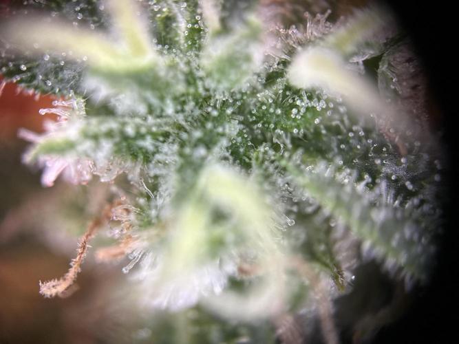RQS Northern Light Auto (with LST). Week 15 - Day 100